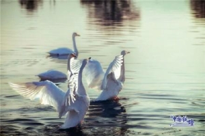 浪漫！坐火车与白天鹅同框是什么体验