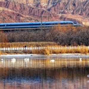 绝美同框！坐火车偶遇白天鹅是什么体验