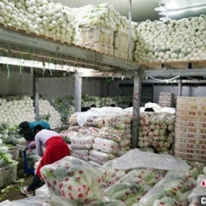 中老铁路通车三周年：火车头“拉动”沿线产业发展热潮