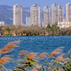 “鸥”遇春城，等你坐火车来打卡！