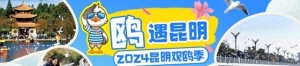 上车！昆明“观鸥季”地铁主题列车来了