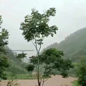 突发！万凉铁路驷步河铁路桥的铁路桥梁部分垮塌，列车已迂回折返
