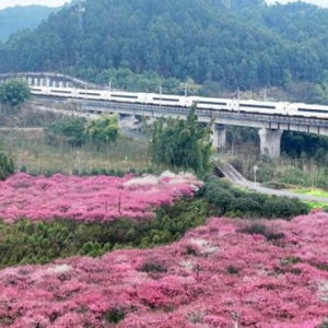 “花海列车”成美丽风景线