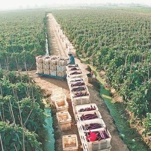 “小火车”行驶在田间地头
