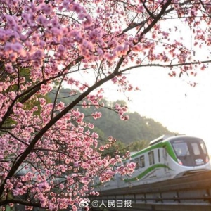 浪漫！开往春天的列车限时返场