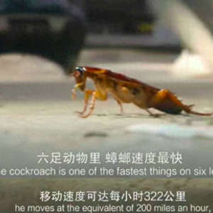 蟑螂绝对跑不过高铁的4个理由（看了也不会使人安心）