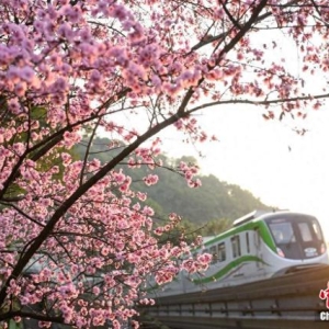 重庆：“开往春天的列车”浪漫上线