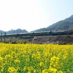 时评：铁路织就春日美景图，共绘民生幸福卷