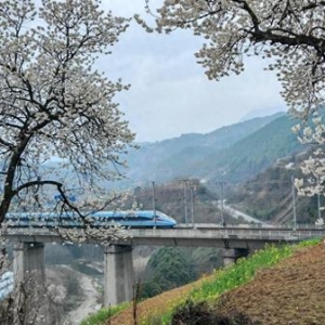 花海列车