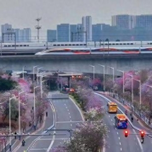 时评：赏花专列绘就春日中国的活力图景