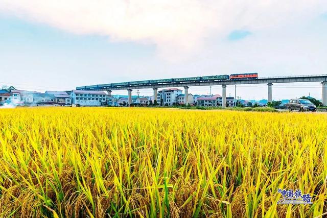 复兴号和金色稻田同框啦 震撼秋景大赏↓↓
