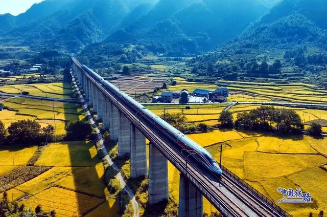 金灿灿黄澄澄！看复兴号穿越秋日稻田