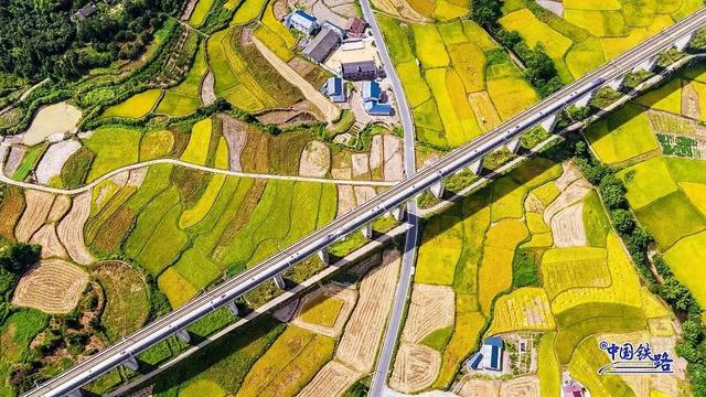 震撼秋景！复兴号穿越金色稻田