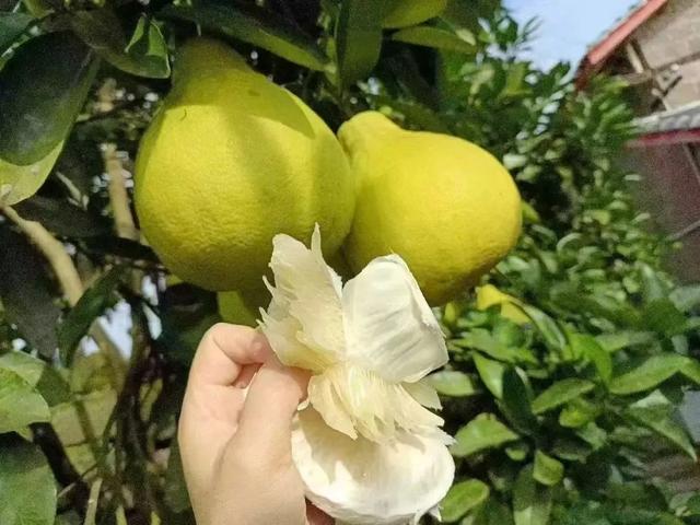 高铁站真香！旅客返乡，为啥都带着“甜蜜”？