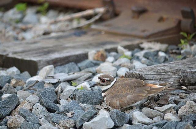 列车撞上飞鸟相当于撞上“子弹” 铁路列车也要防鸟撞→