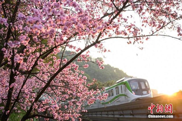 重庆：“开往春天的列车”浪漫上线