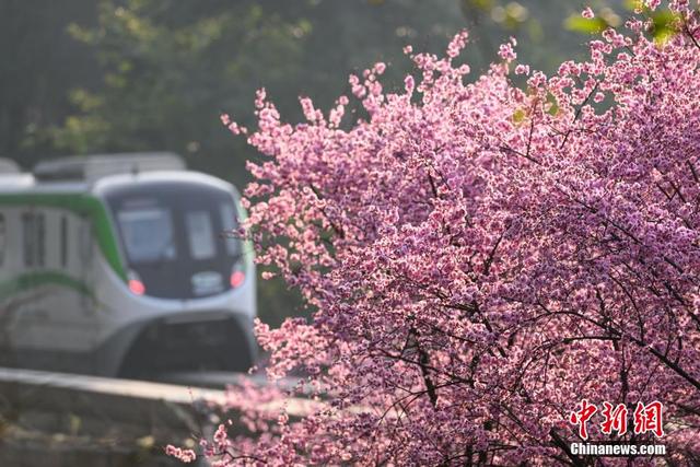 重庆：“开往春天的列车”浪漫上线