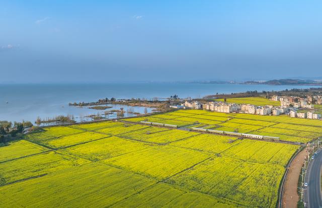 云南滇池畔：绿皮火车开进油菜花“金色海洋”