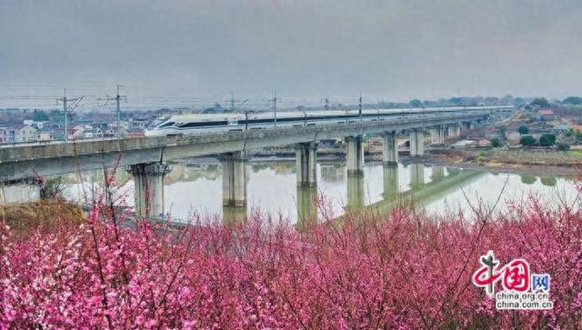 铁路时评：赏花专列跑出乡村振兴加速度