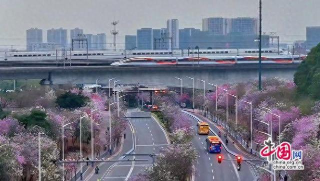 时评：赏花专列绘就春日中国的活力图景