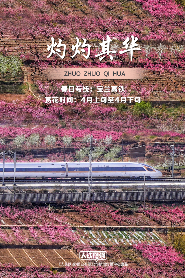 列车穿越花海超惊艳！快来领取春日壁纸（内附赏花日期）
