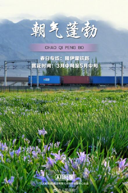 来看春日列车穿越花海，一起拥抱春天